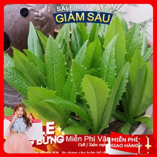 Hạt Giống Rau Diếp Thơm-300 Hạt / Gói