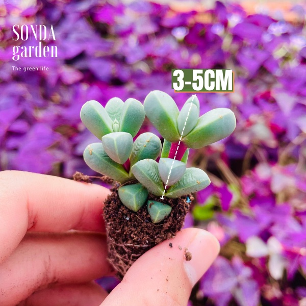 Sen đá tim SONDA GARDEN size mini 2.5-4cm, xuất xứ Đà Lạt, khoẻ đẹp, lỗi 1 đổi 1