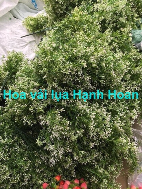 Chùm hoa điểm gạo - Hoa điểm