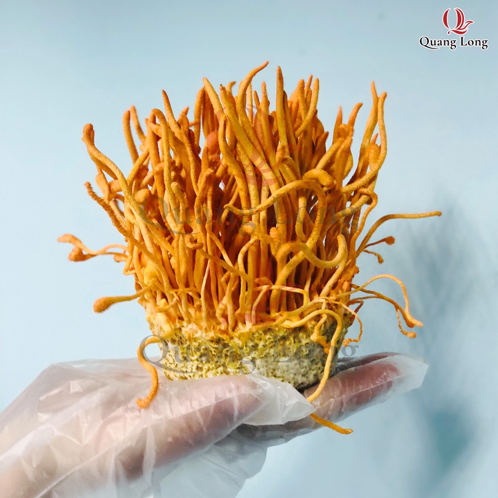 ĐÔNG TRÙNG HẠ THẢO QUANG LONG SINH KHỐI TƯƠI 130G | BigBuy360 - bigbuy360.vn