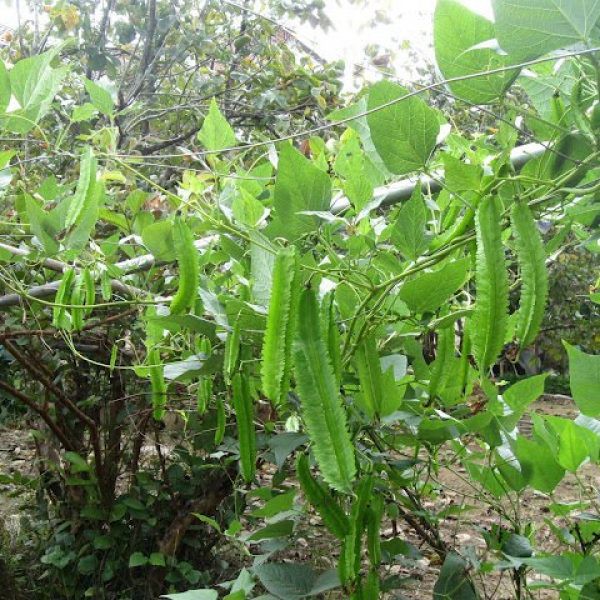 Hạt giống ĐẬU RỒNG NGẮN NGÀY cho trái quanh năm