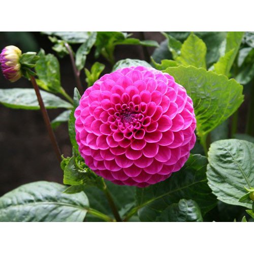 Hoa cúc thược dược tổ ong hỗn hợp - DAHLIA VARIABILIS GIANT MIXED gói 1gr/60hạt