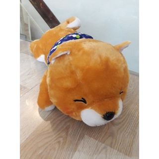 Gấu bông shiba amuse