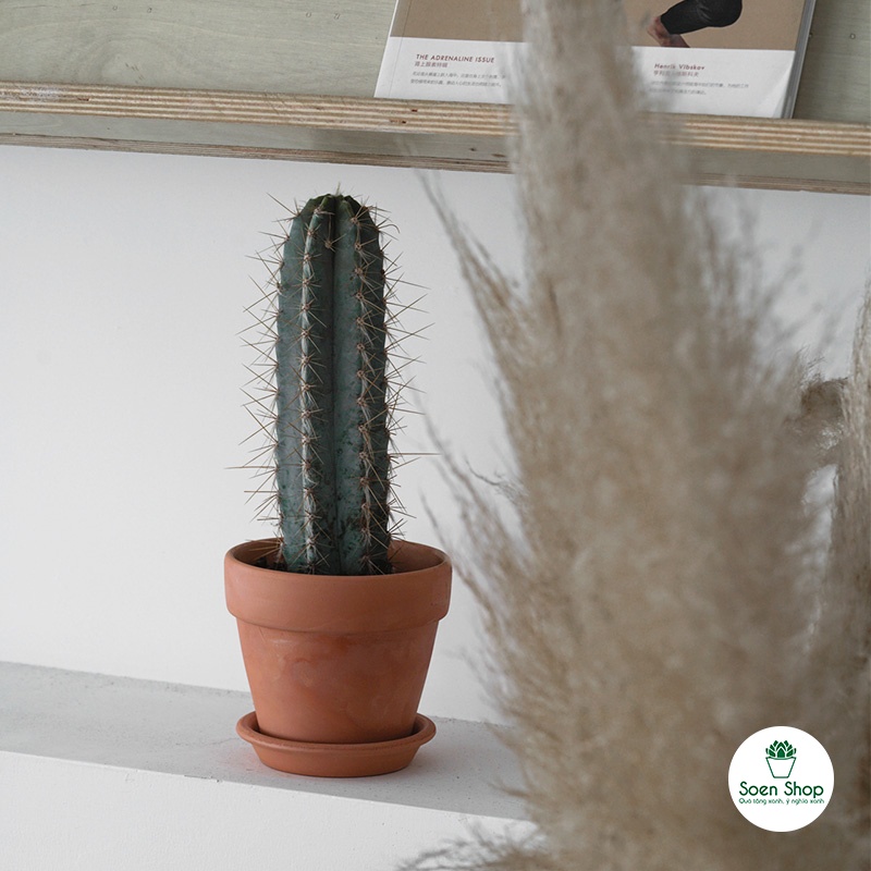 FREESHIP - Xương rồng trụ đủ loại - Sẵn chậu nhựa 7x7 - soen sen