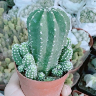 Xương Rồng Bụi Nhỏ