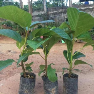 Cây Giống Vả Mật