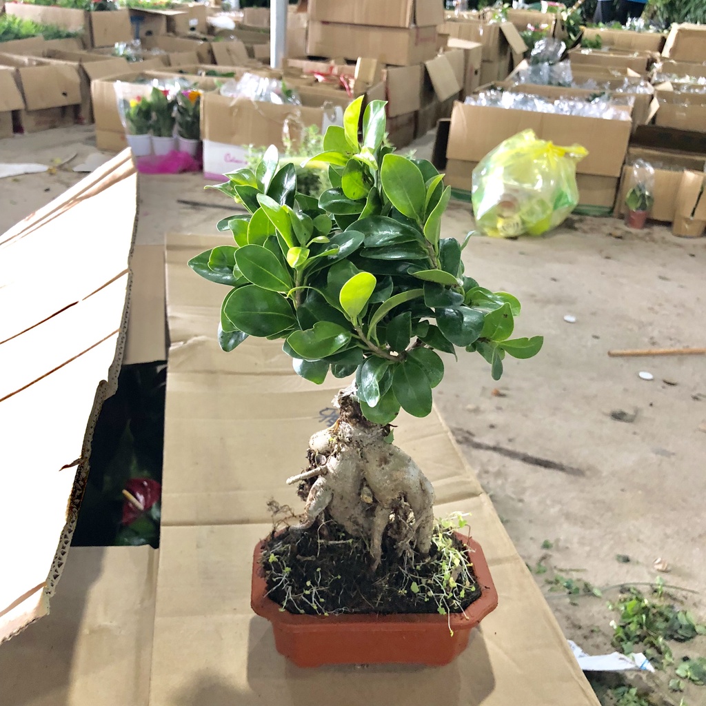Cây si - Cây si bonsai cao 20cm thân phình to bắt mắt trang trí tiểu cảnh sân vườn