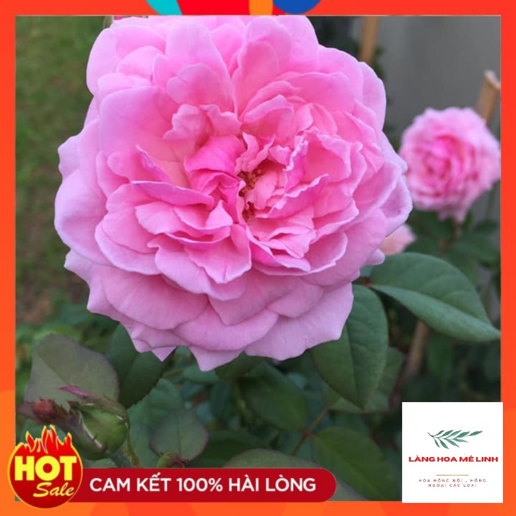 Hoa hồng ngoại Bishop’s Castle rose [🏵️SIÊU THƠM🏵️] – Loài hoa được ưa chuộng nhất thị trường, bông hoa có màu hồng phấn