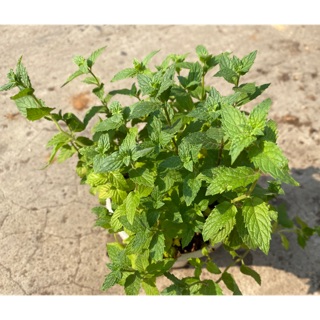 BẠC HÀ MỸ (USA MINT) - CÂY GIA VỊ TÂY