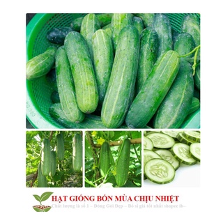 GÓI 10 HẠT GIỐNG DƯA LEO