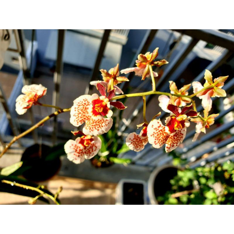 Hoa lan vũ nữ bút chì