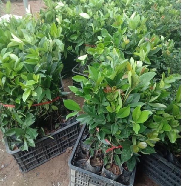 Cây cherry Brazil nhiệt đới dễ trồng chịu nhiệt tốt 1 năm ra quả .