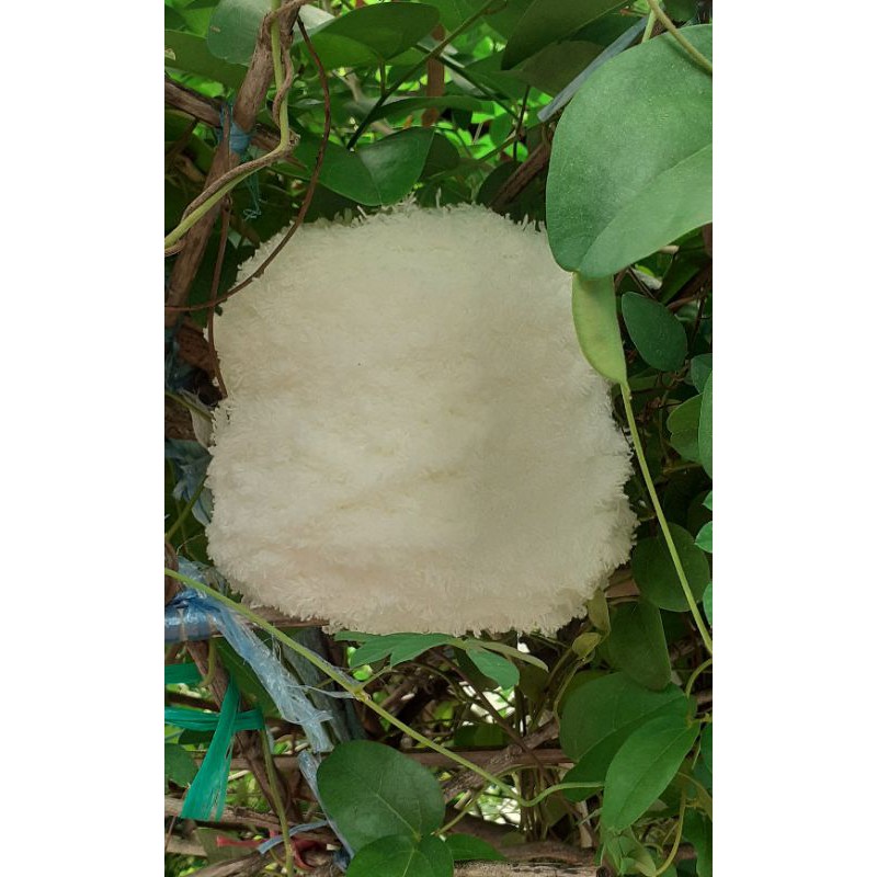 Len xù cuộn 100g