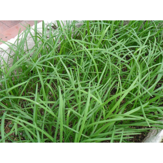 Deal 1K - 10 Hạt Giống Hẹ Lá Phú Nông Cho Năng Suất Cao.