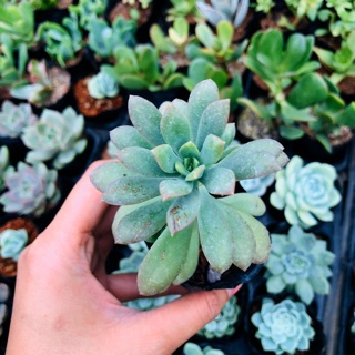 Sen đá MẶT TRỜI