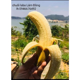 chuối laba Lâm Đồng- 1 nải hàng sạch