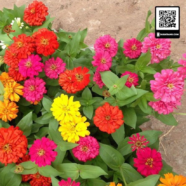 Hạt giống hoa cúc lá nhám (cúc nhi nhám)