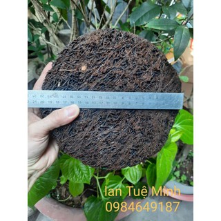 (Sỉ giá tốt)Chậu dớn trồng lan(dớn đĩa)