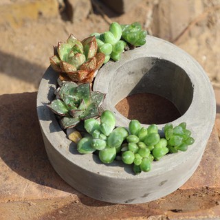 Chậu xi măng tròn trồng cây cảnh mini để bàn CHA009