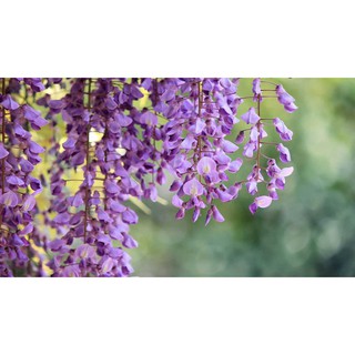 Cây giống HOA TỬ ĐẰNG thân gỗ