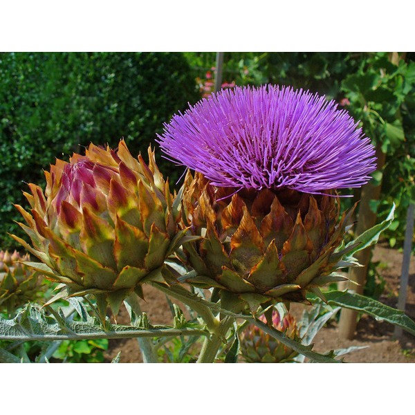 Hạt giống atiso bông tím Đà Lạt - Violet Artichoke gói 2gr/20hạt