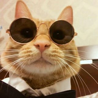Mắt kính chó mèo