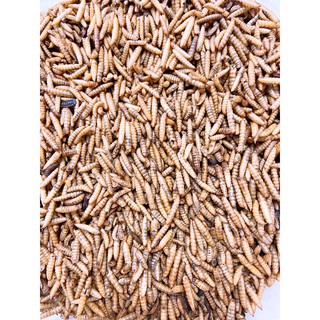 wax worm ( sâu sữa /sáp ) sấy khô cho hamster/sóc/chim