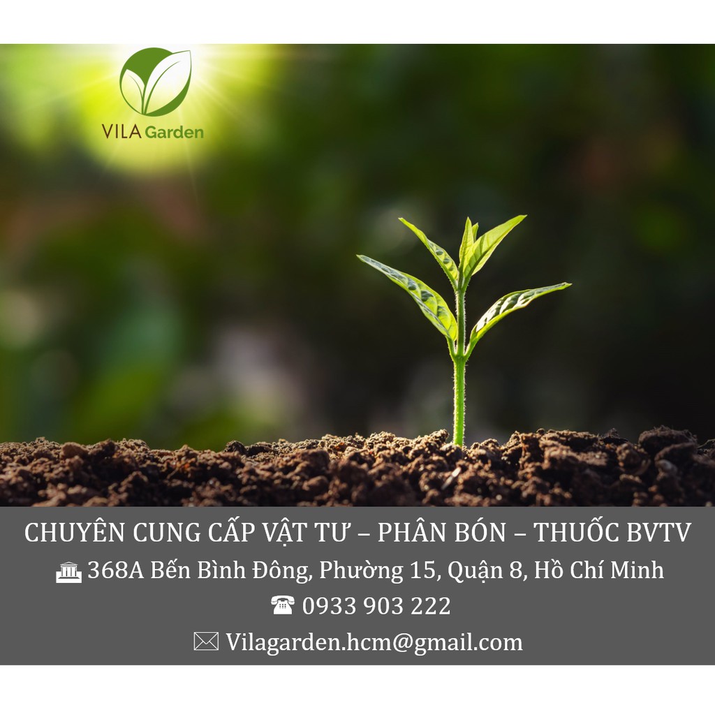 HOA HƯỚNG DƯƠNG TN 458 1GR (THẤP CÂY)