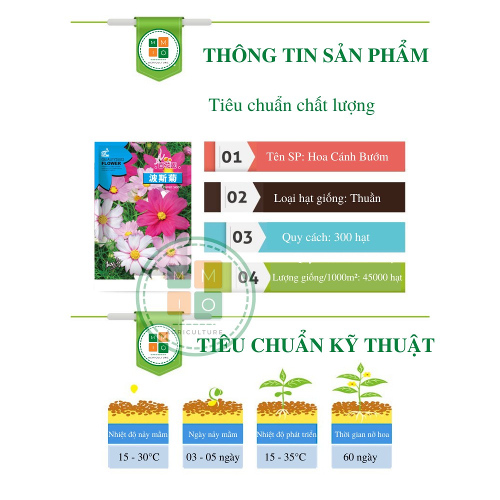 Hạt giống hoa cánh bướm khổng lồ, hoa sao nháy nhiều màu nở quanh năm