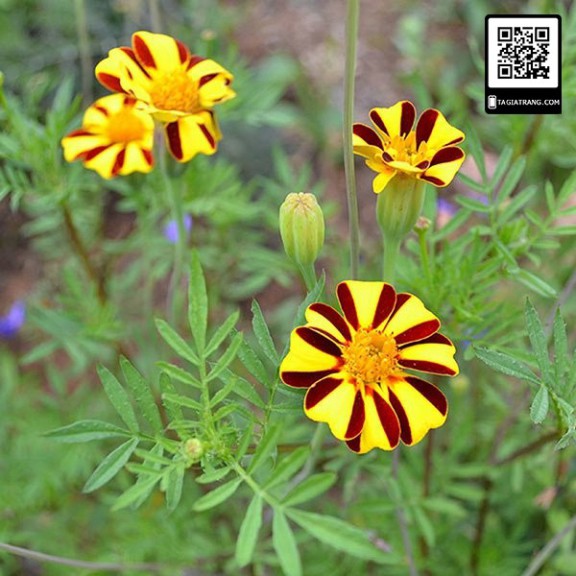 Hạt Giống Hoa Vạn Thọ Sọc (gói 150 hạt, tặng phân)
