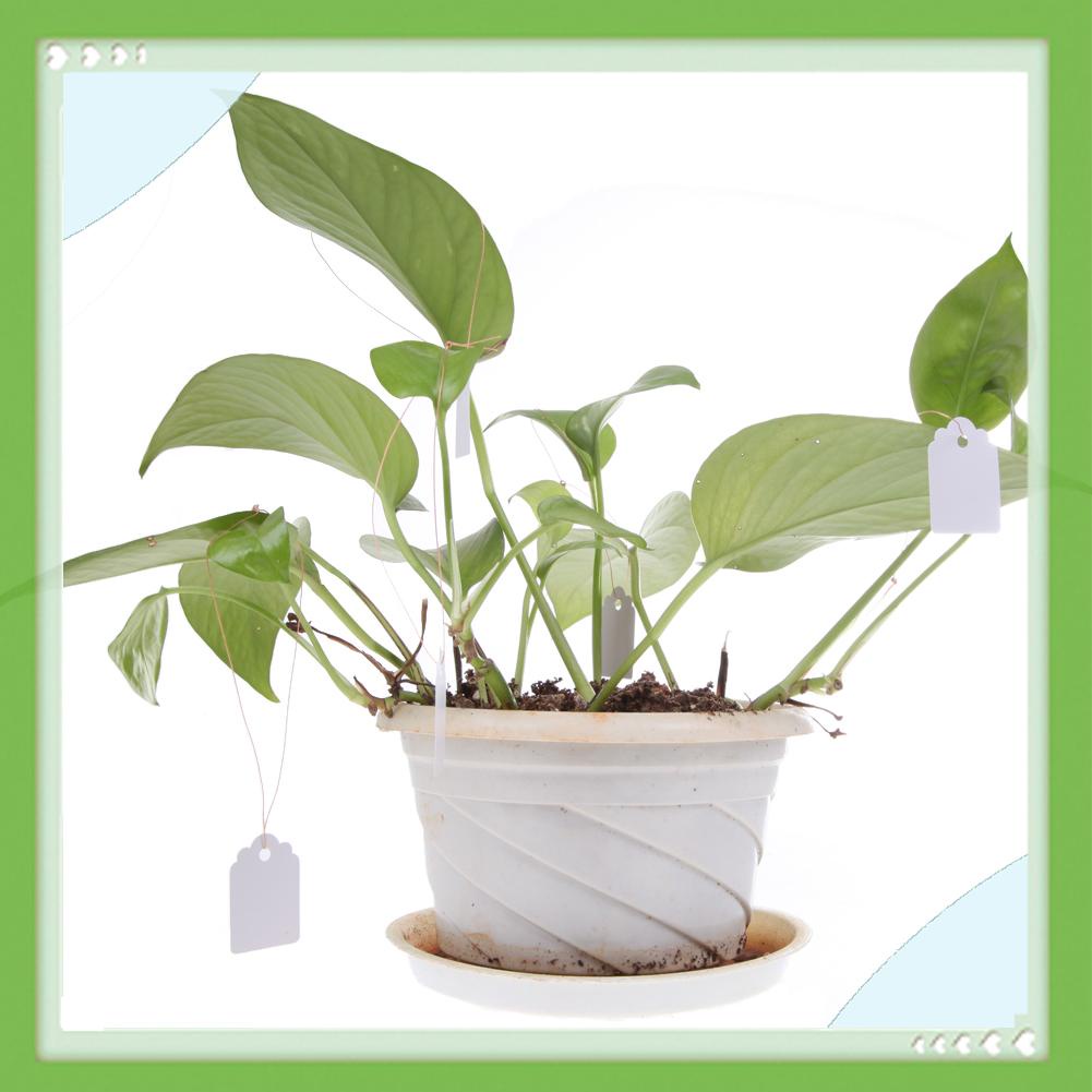 Set 100 Tag Nhựa Đánh Dấu Cây Trồng Chống Nước Tiện Dụng