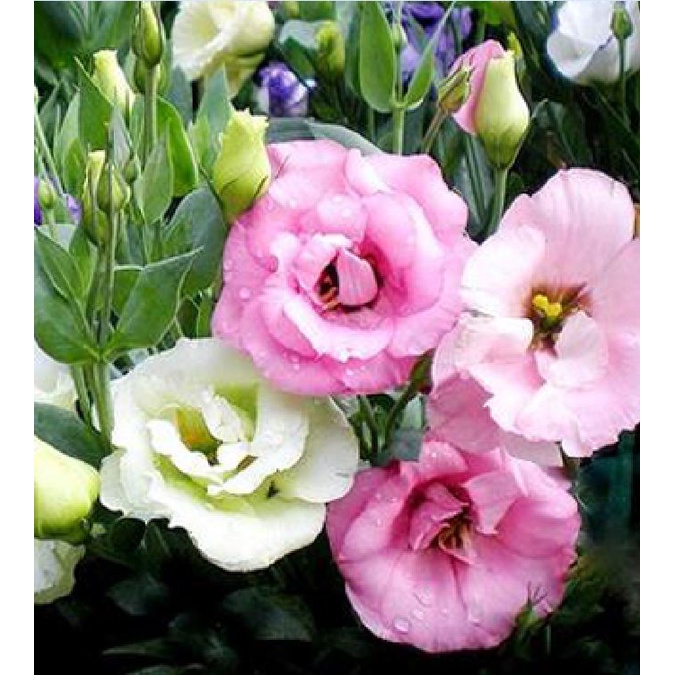 Hạt giống hoa cát tường nhiều màu KNS3622 - Gói 10 hạt