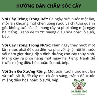 Cây bình an - Cây nội thất văn phòng