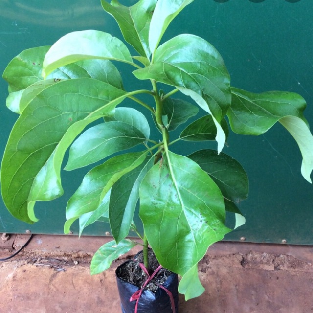 Cây giống Bơ sáp 034