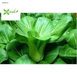 Hạt giống Cải Chít 50 hạt