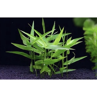 Cây tre thuỷ sinh dễ trồng không cần co2