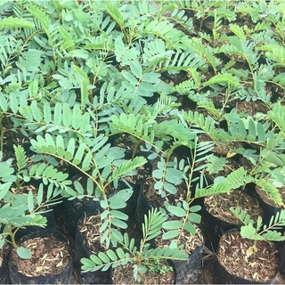Giống Cây So Đũa (Gói 150-160 hạt)