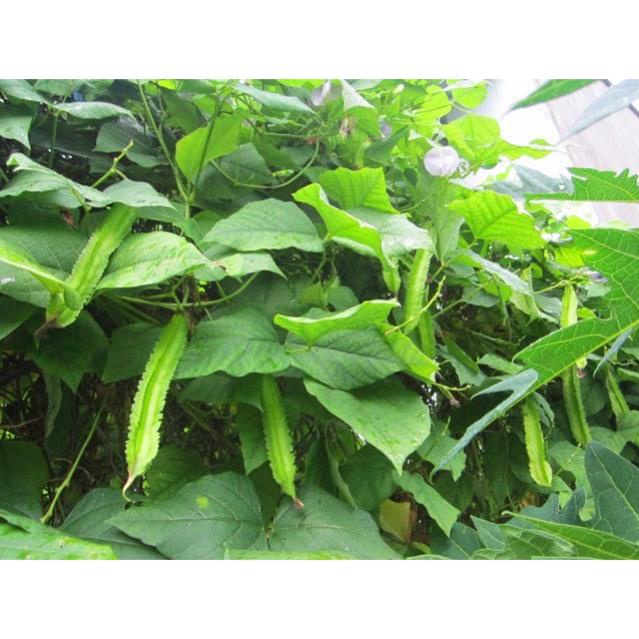 Hạt Giống Đậu Rồng/ Đậu Khế  - Dễ Trồng,Giòn, Dinh Dưỡng Cao - MUA 3 TẶNG 1 CÙNG LOẠI