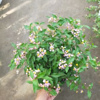 Hồng ngọc mai siêng bông
