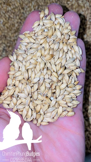 HẠT ĐẠI MẠCH - BARLEY SEED - 500g