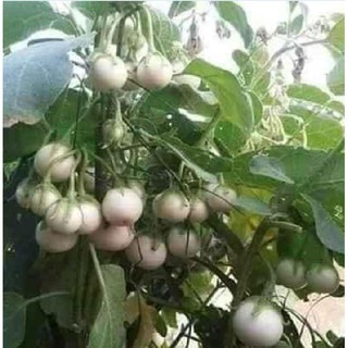 Hạt Giống Cà Pháo Trắng - 1 gói 0,5gram - STHG2