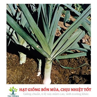 Hạt giống tỏi tây 2g (lá xanh đậm, dọc trắng cứng).