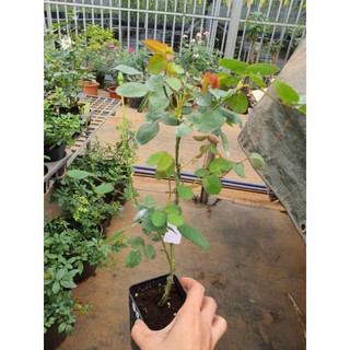 hoa hồng cánh đơn- giống mới