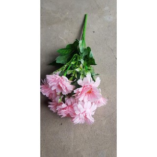 cúc tàu cao cấp