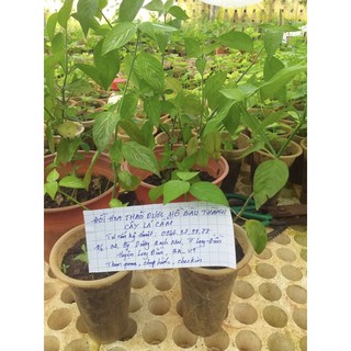 Cây lá cẩm tím,đỏ