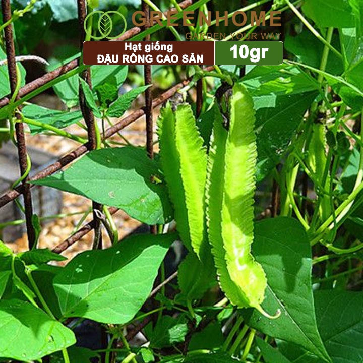 Hạt giống Đậu Rồng cao sản Greenhome, gói 10gr, sinh trưởng mạnh, năng suất cao T08
