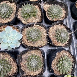 Sen đá nhím đen. sedum đen