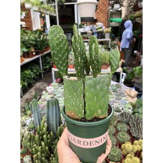 Cây Xương rồng tai thỏ lớn