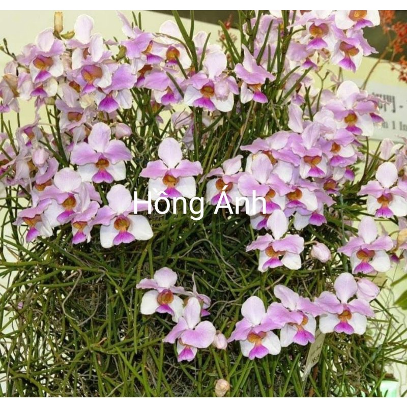 Lan lá kim - hoa màu sắc rực rỡ, lâu tàn,sai hoa, cây cực kì dễ sống