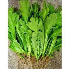 HẠT GIỐNG CẢI CÚC NẾP CAO SẢN (NN39) - 20gam